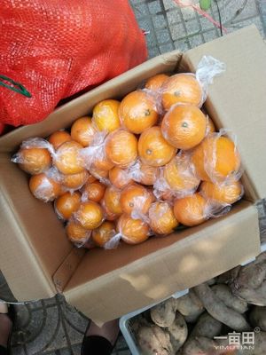 脐橙湖南邵阳新宁县_批发_供应-一亩田农业网_专业的农产品信息商务平台